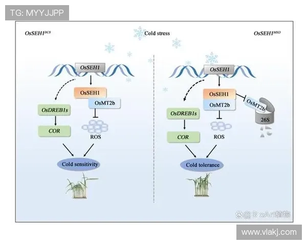 萨卡对阵顶级后卫的持续威胁机制解析